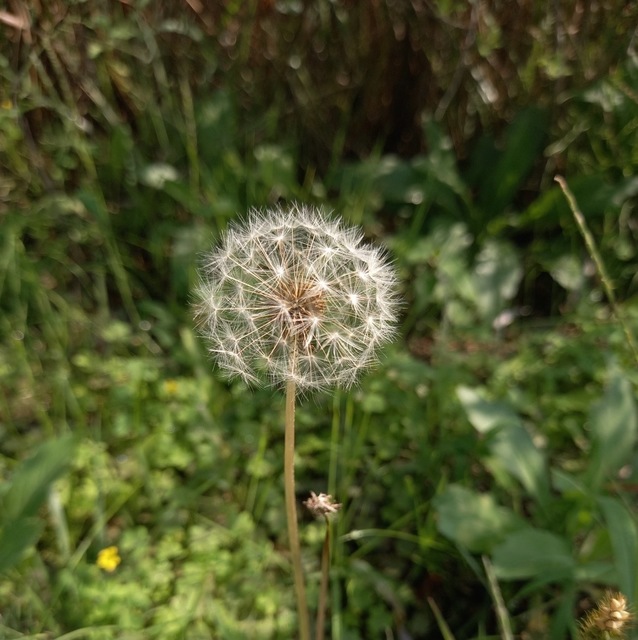 BFDABF77-F55E-44FD-BC14-EEB24DC9C42F.jpeg