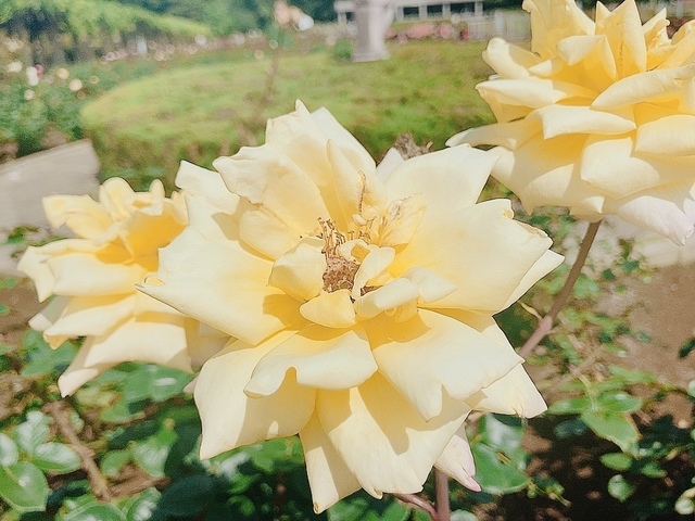 beauty_1685423871512.jpeg
